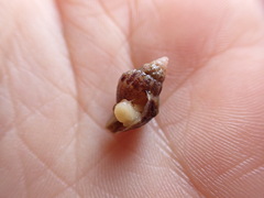 Buccinoidea