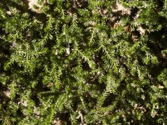 Selaginella underwoodii
