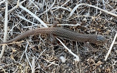 Xantusia vigilis