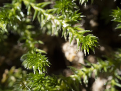 Selaginella underwoodii