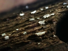 Propolis farinosa