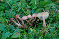 Calocybe carnea
