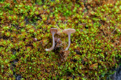 Arrhenia rickenii