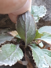 Trachelium caeruleum