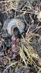 Limax maximus