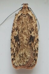 Agonopterix pulvipennella