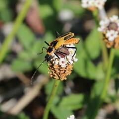 Chauliognathus scutellaris
