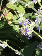 Ctenoplusia oxygramma