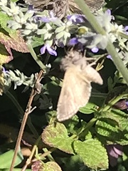 Ctenoplusia oxygramma