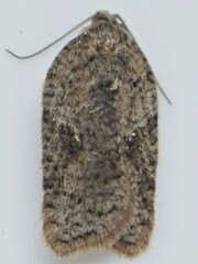 Acleris chalybeana