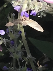 Ctenoplusia oxygramma