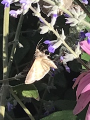 Ctenoplusia oxygramma