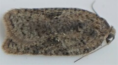 Acleris chalybeana