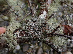 Hypogymnia lophyrea