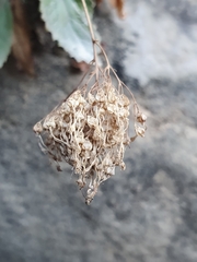 Trachelium caeruleum