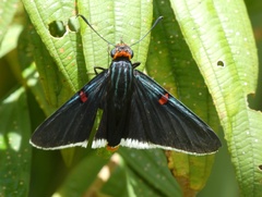 Phocides polybius