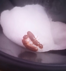 Kalotermitidae