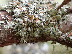 Hypogymnia lophyrea