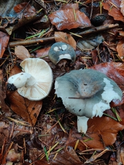 Russula parazurea