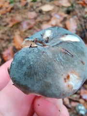 Russula parazurea