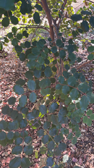 Ceratonia siliqua