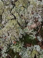 Physconia enteroxantha