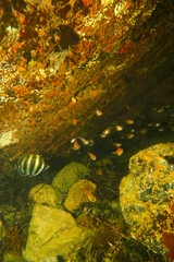 Pempheris klunzingeri