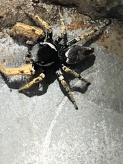 Phidippus arizonensis