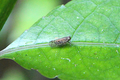 Cixiinae