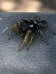 Phidippus arizonensis