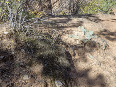 Selaginella underwoodii