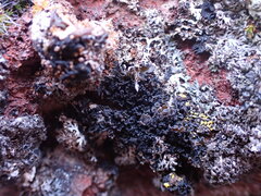 Lathagrium cristatum