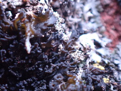 Lathagrium cristatum