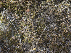 Selaginella underwoodii