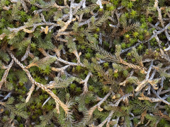 Selaginella underwoodii