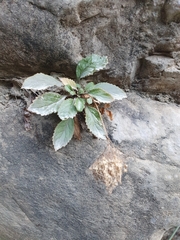 Trachelium caeruleum