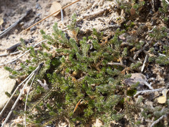 Selaginella underwoodii