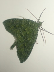 Tatosoma monoviridisata