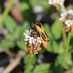 Chauliognathus scutellaris