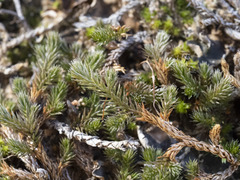 Selaginella underwoodii