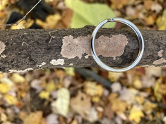 Peniophora incarnata