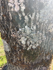 Myelochroa aurulenta