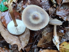 Rhodocollybia asema