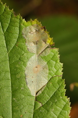 Phyllonorycter coryli