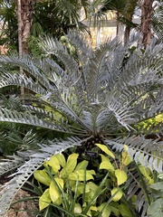Encephalartos