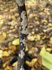 Peniophora incarnata