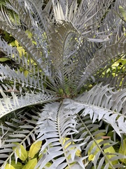 Encephalartos