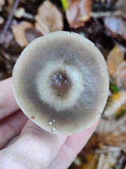 Rhodocollybia asema