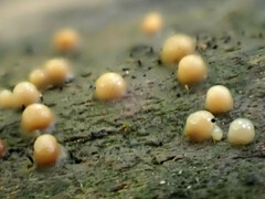 Helicogloea compressa