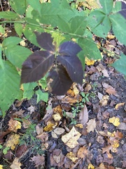 Rubus armeniacus
